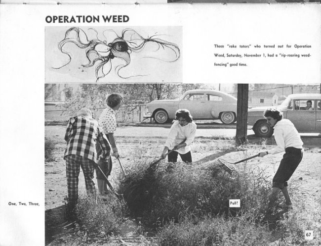'59 Operation Weed